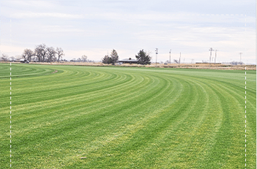 HTN Grass