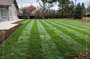 HTN Grass