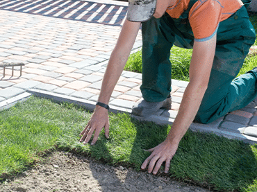 fresh sod Installation