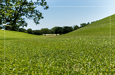 HTN Grass